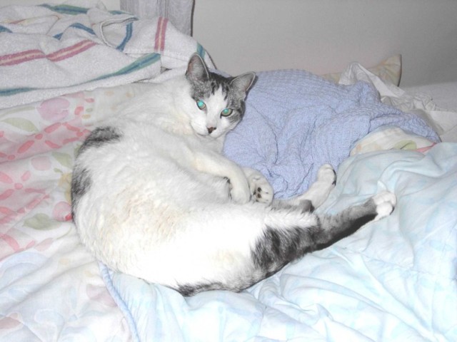 Image 8 of 106  -  60 kB