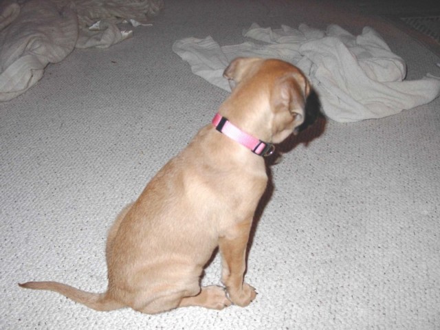 Image 18 of 106  -  75 kB