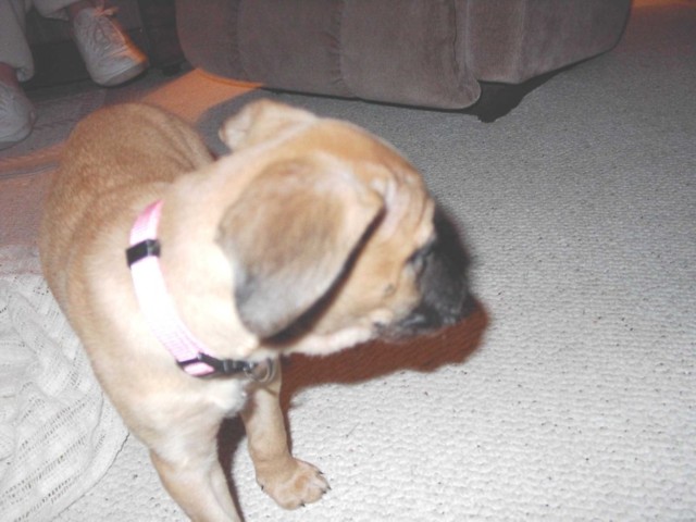 Image 44 of 106  -  62 kB