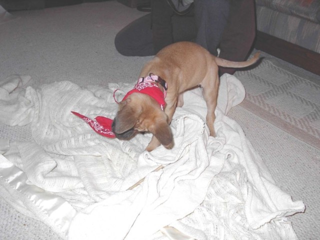 Image 56 of 106  -  64 kB