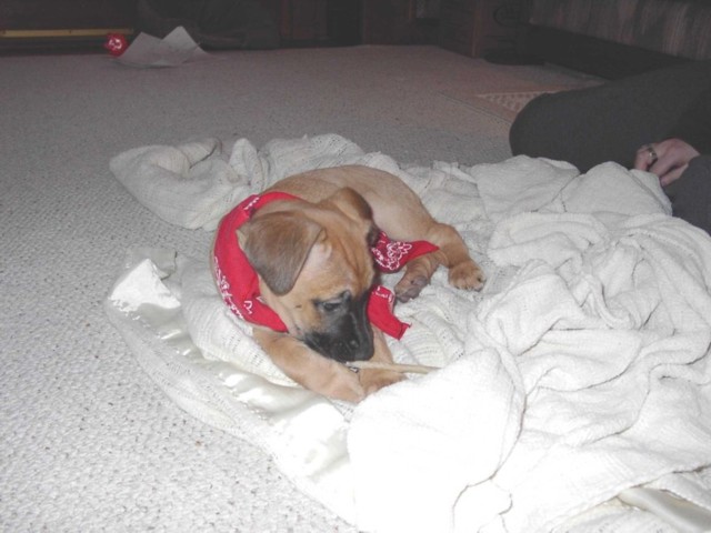 Image 60 of 106  -  60 kB