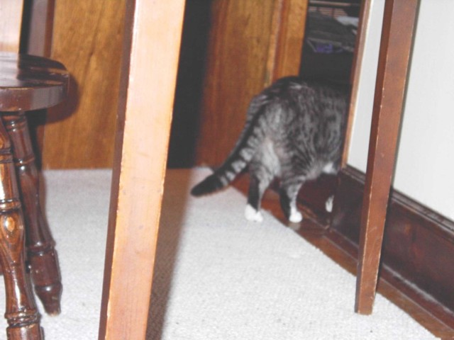 Image 79 of 106  -  56 kB