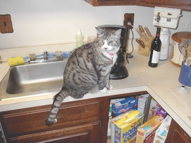 Image 91 of 106  -  76 kB