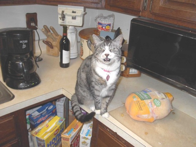 Image 93 of 106  -  68 kB