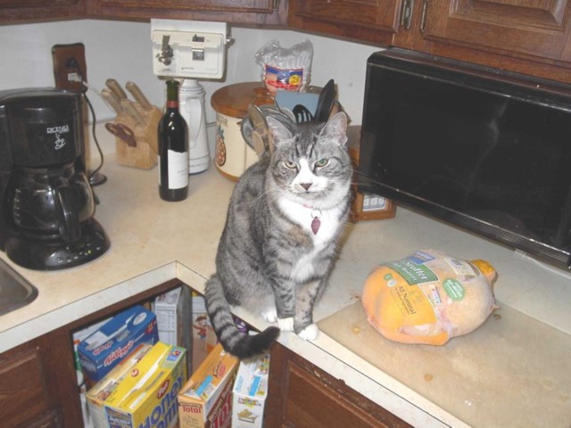 Image 94 of 106  -  71 kB