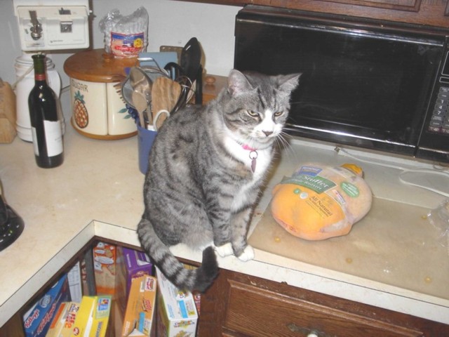 Image 96 of 106  -  75 kB