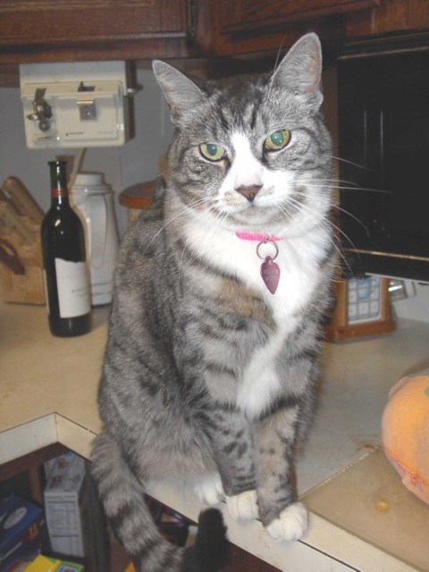 Image 99 of 106  -  64 kB