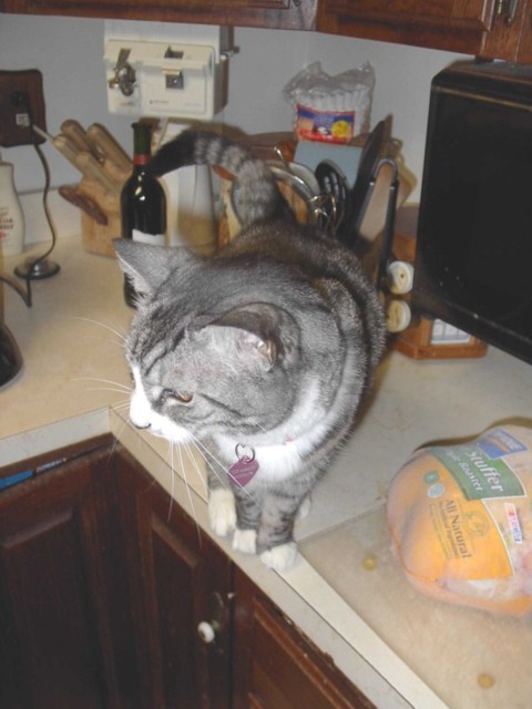 Image 105 of 106  -  59 kB